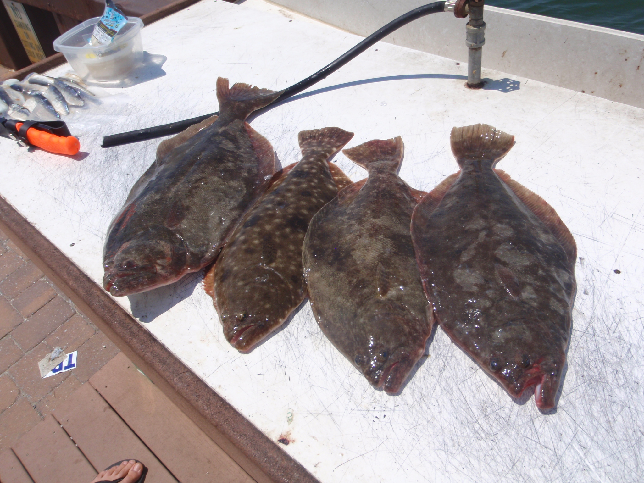 Cape May Fishing Report Flounder Fishing in the Back Bays