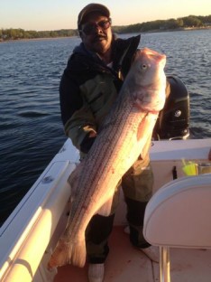 As the sun goes down..Don is enjoying his Slob of a Striped Bass (42")